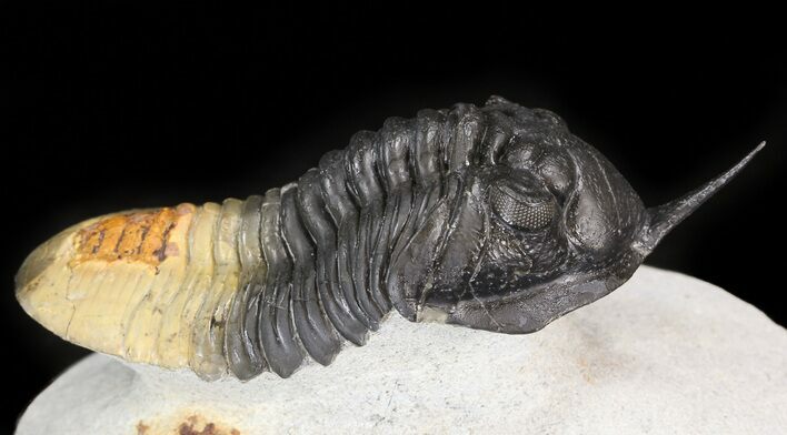 Nice, Morocconites Trilobite - Ofaten, Morocco #44512